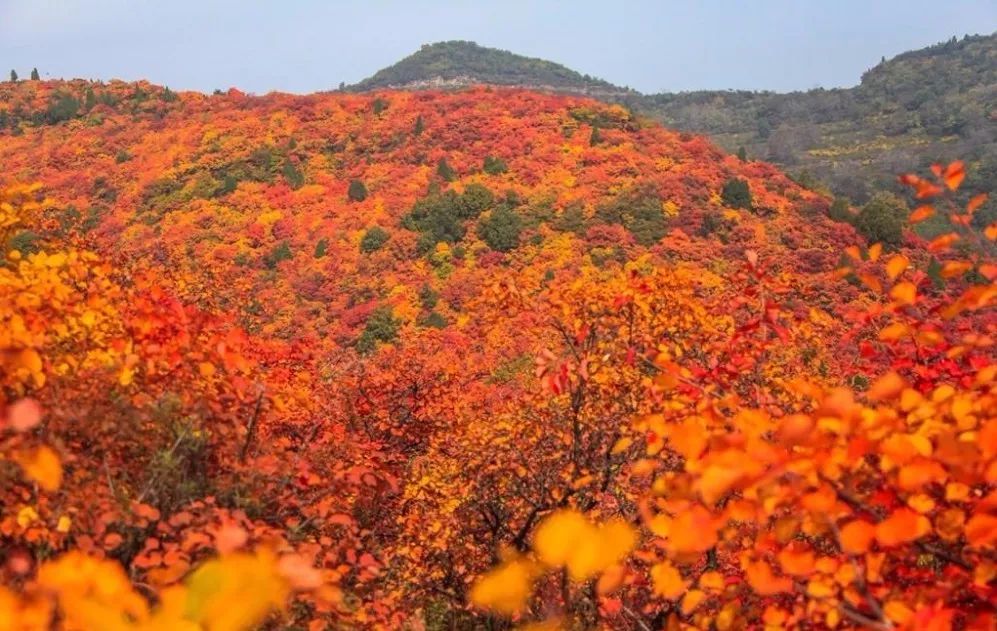 漫山遍野的紅葉惹人醉2017賞香山紅葉就去陝西韓城