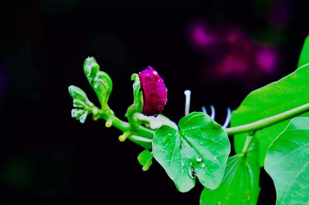 雨中的紫荊花