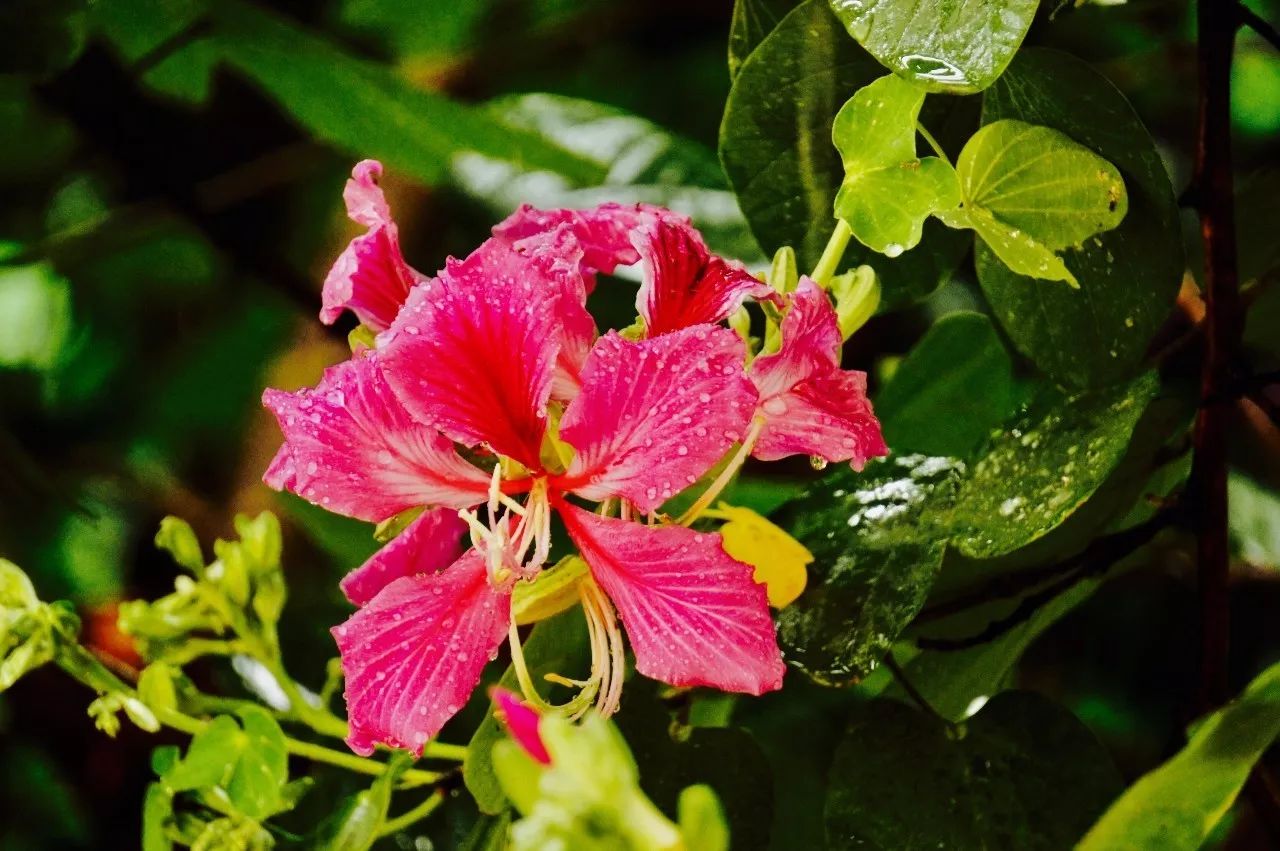 雨中的紫荊花