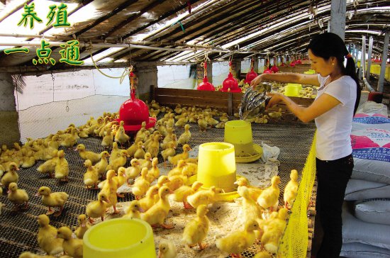 冬季大棚肉鴨養殖技術反季節逆市養鴨收益高