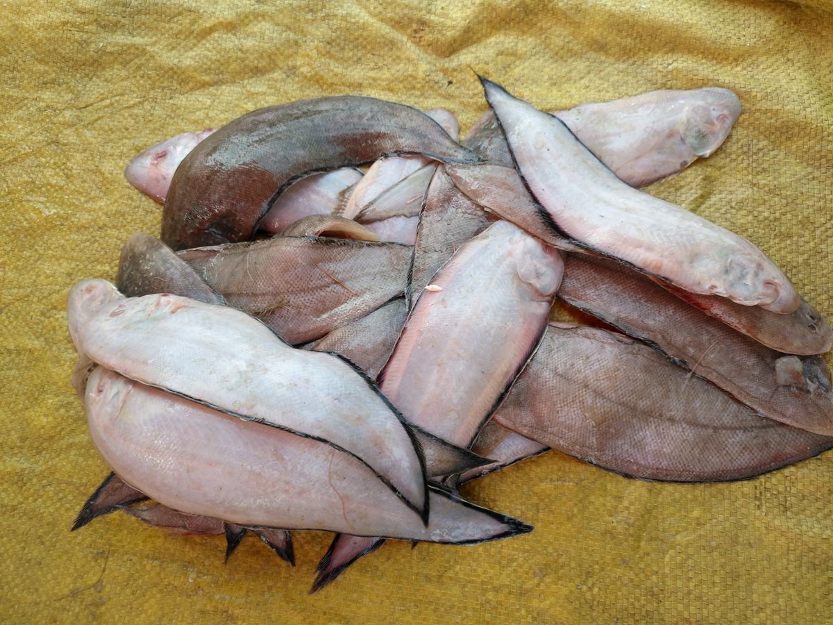 踏板鱼,五块钱一斤,属于便宜又好吃的鱼