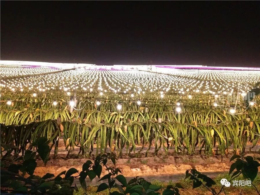 震撼!蔚为壮观的宾阳美景,邹圩火龙果基地夜晚灯光璀璨闪耀