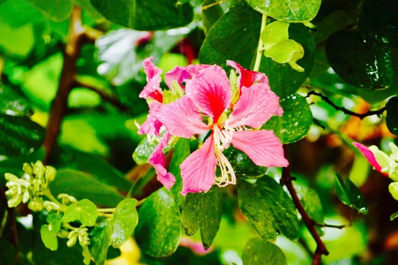 紫荊花又叫紅花羊蹄甲(學名:bauhinia blakeana dunn),是一種常綠喬木