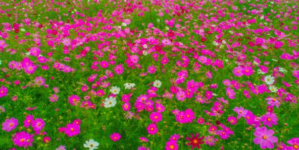 昆明盛開千畝波斯菊花海美到窒息錯過再等一年