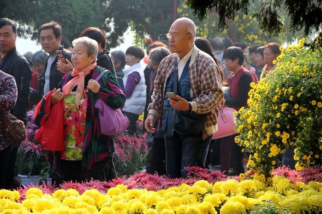 【龍亭】登高賞菊秋風爽 人氣爆棚慶重陽