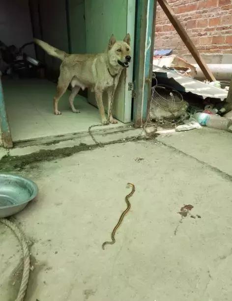 捉蛇土猎狗图片图片