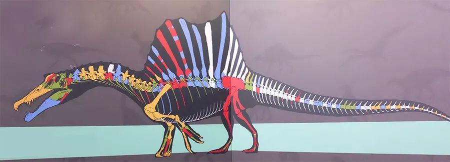 其中最著名的当属2014版棘龙复原图,但其实它是错误的复原哦~化石是
