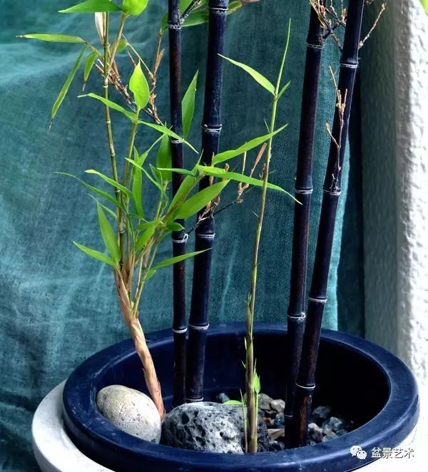 【盆景艺术】紫竹的栽培技术
