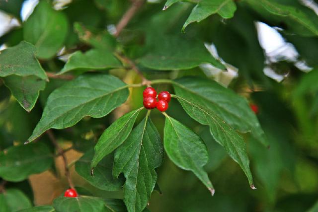 茱萸是什麼植物重陽節為什麼要插茱萸不是因為思念而是因為