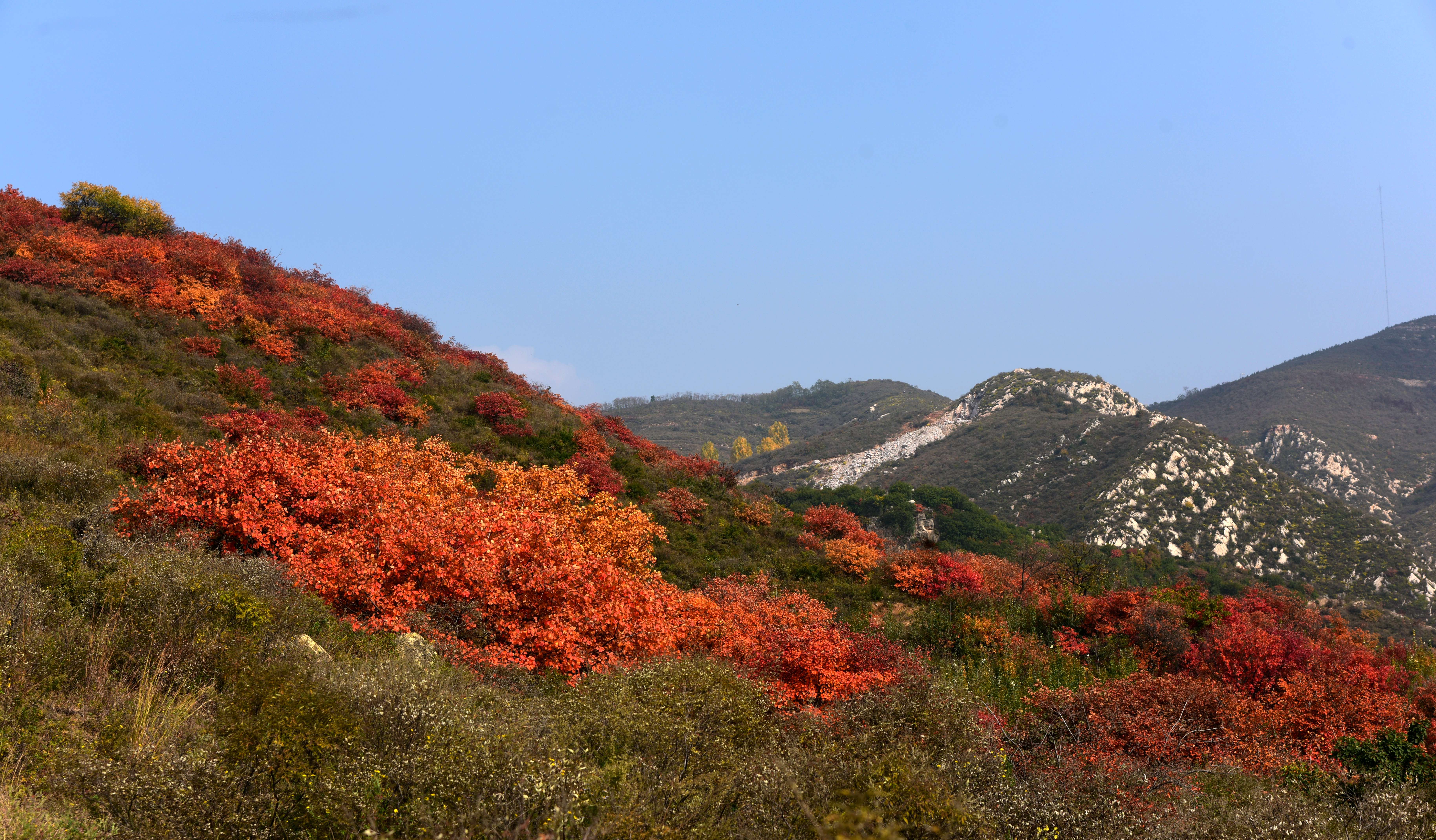红叶正当时心中的风景汝州大峪镇满山红叶等你来