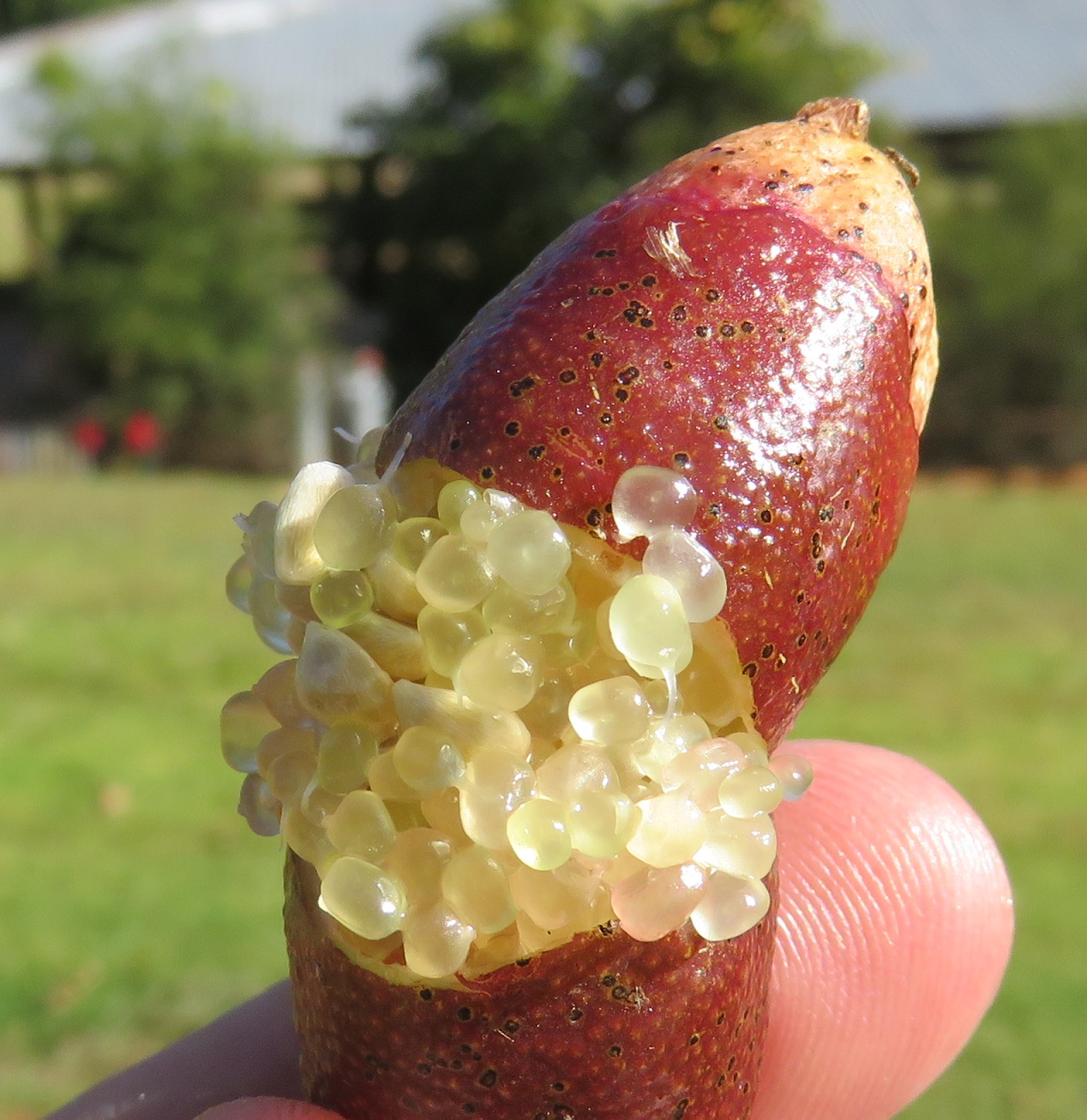 Unique Fruit: The Voavanga Fruit