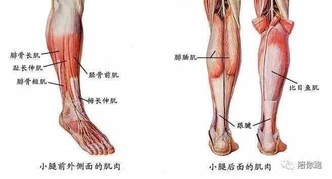 小腿外侧肌肉叫什么图片