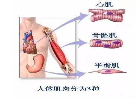 人类生存,运动最主要的单元,人体的肌肉分位三类:心肌,平滑肌和骨骼肌