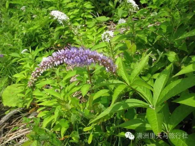 野芍藥27.苣蕒菜28.花蔥29.翠雀30.紫斑風鈴草31.祁州漏蘆32.