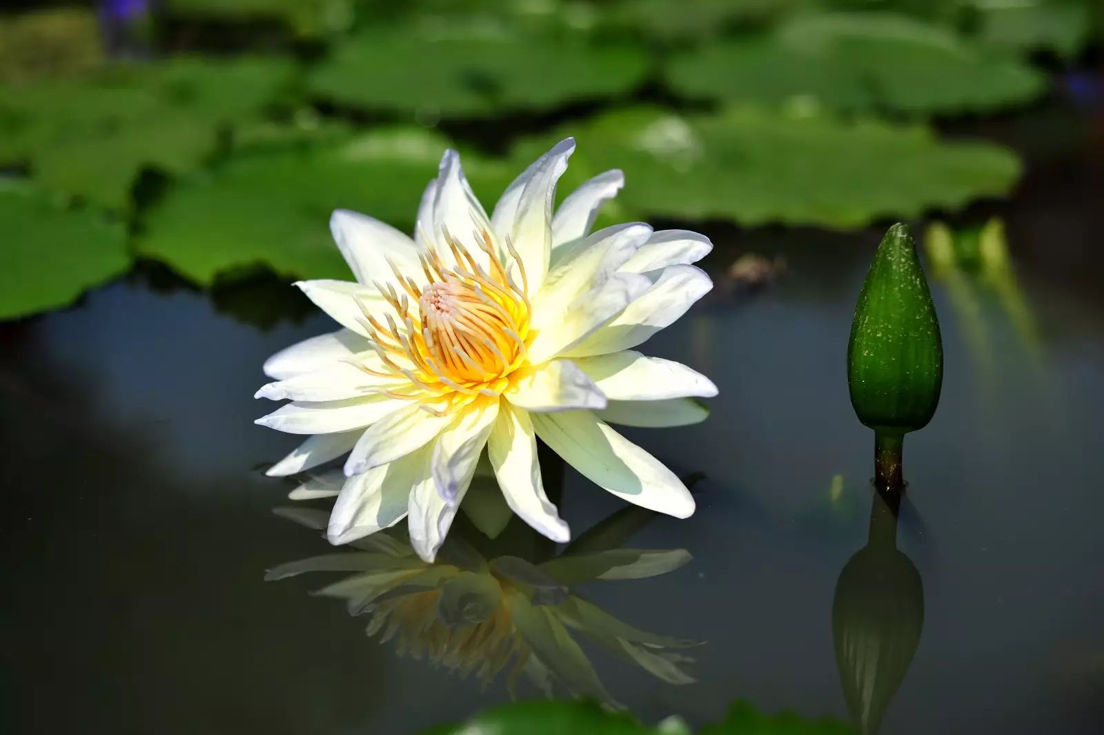 有紫喬伊,約瑟芬,澳洲尼露絲,蓮花山園區內的蓮花品種非常多更有種耐