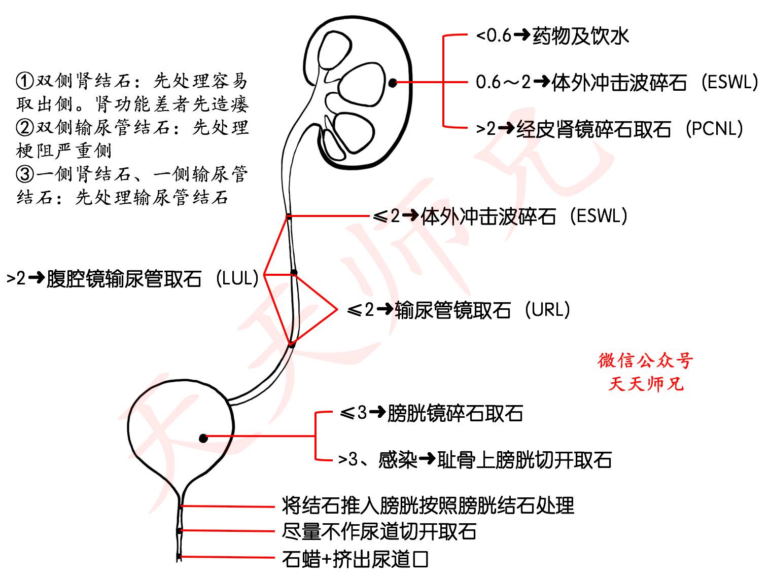 18考研今年重点:血液循环/心脏检查/黄疸/泌尿系结石