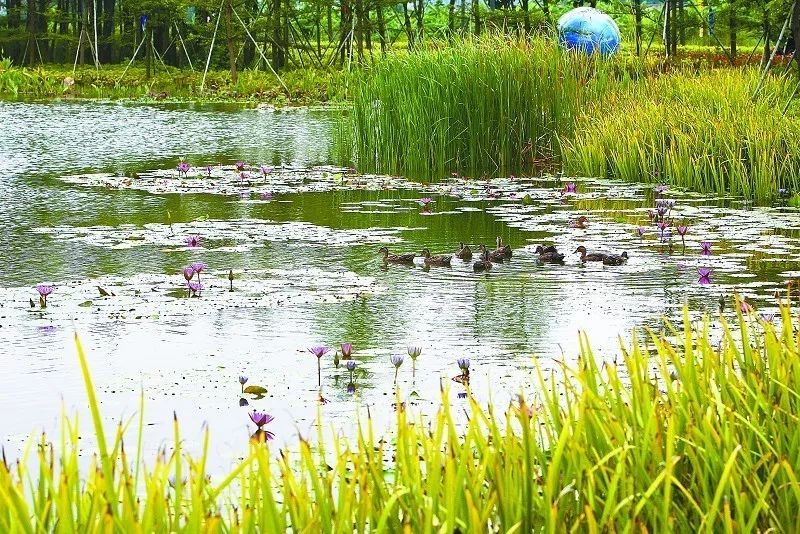 斗门幸福河湿地公园图片
