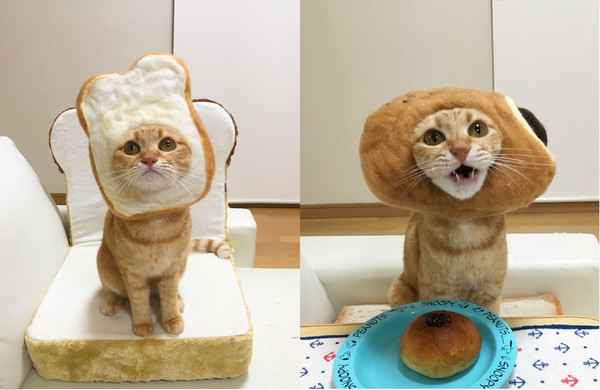 猫咪吐司表情包图片