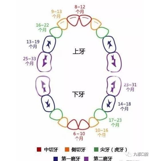 乳牙根管数量图片