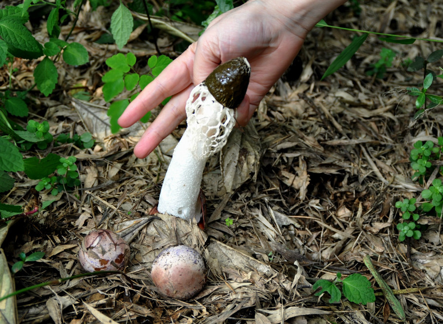 蛇蛋蘑菇图片