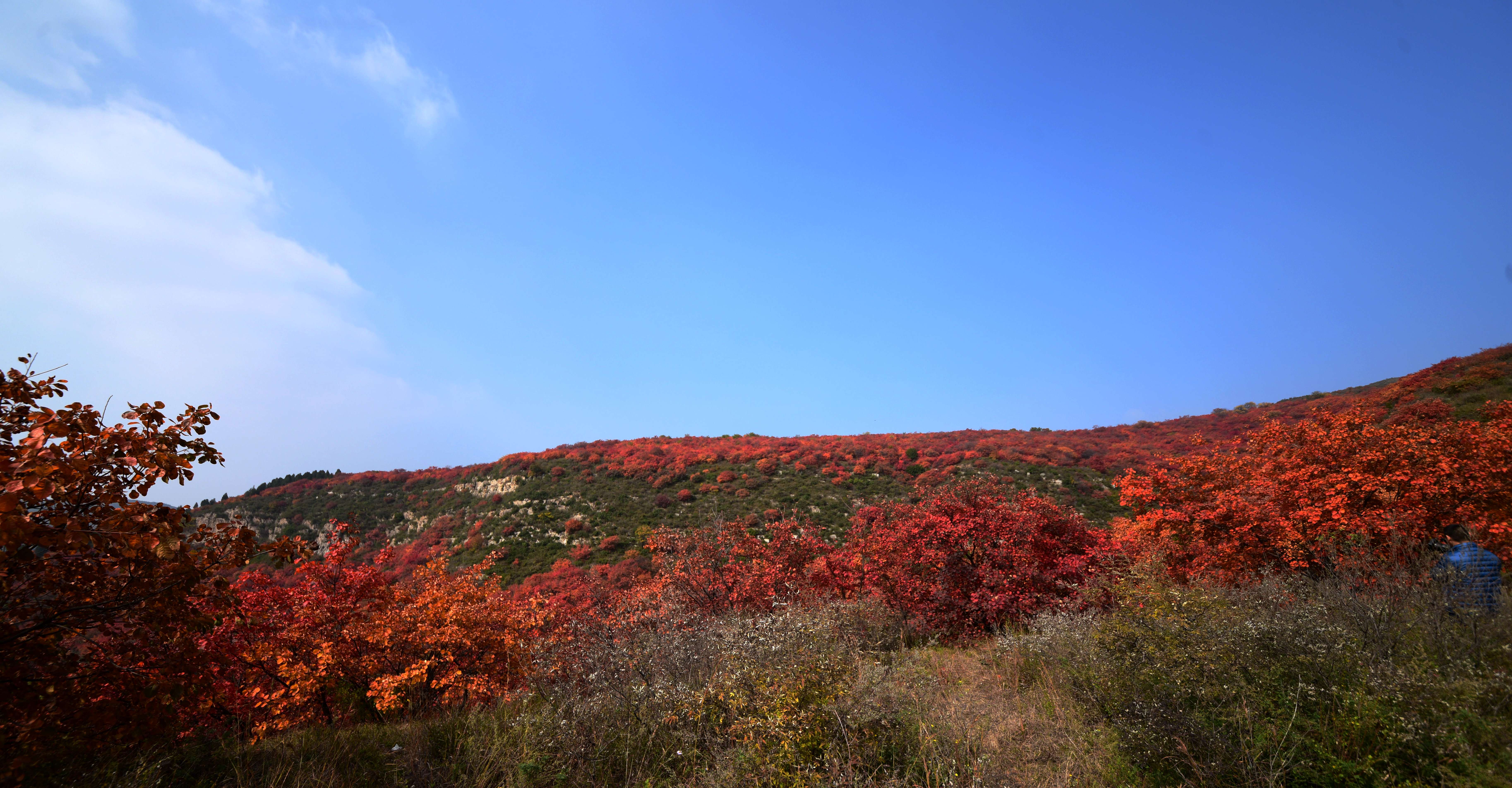 漫山遍野红叶风景图片图片