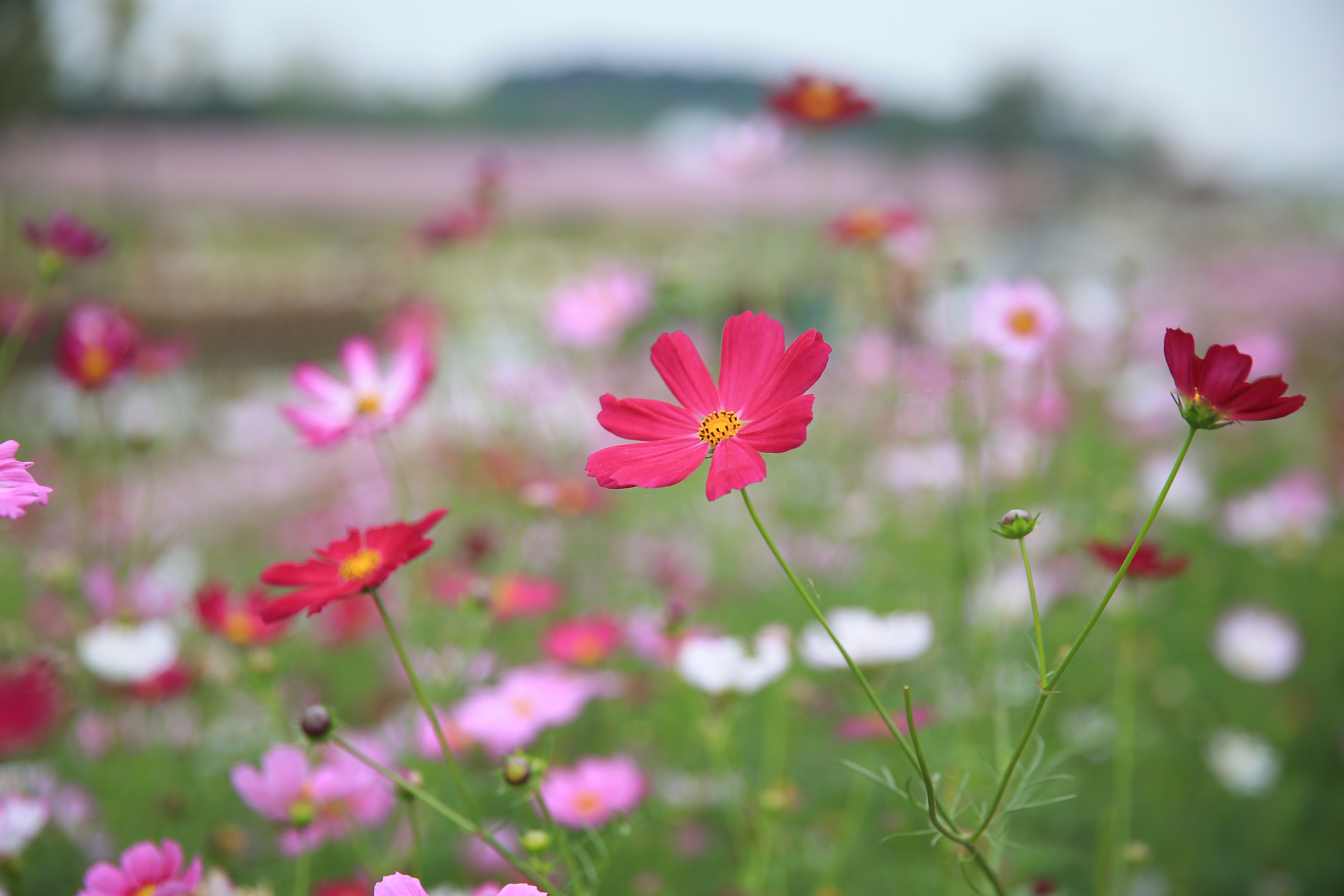 木兰草原格桑花图片