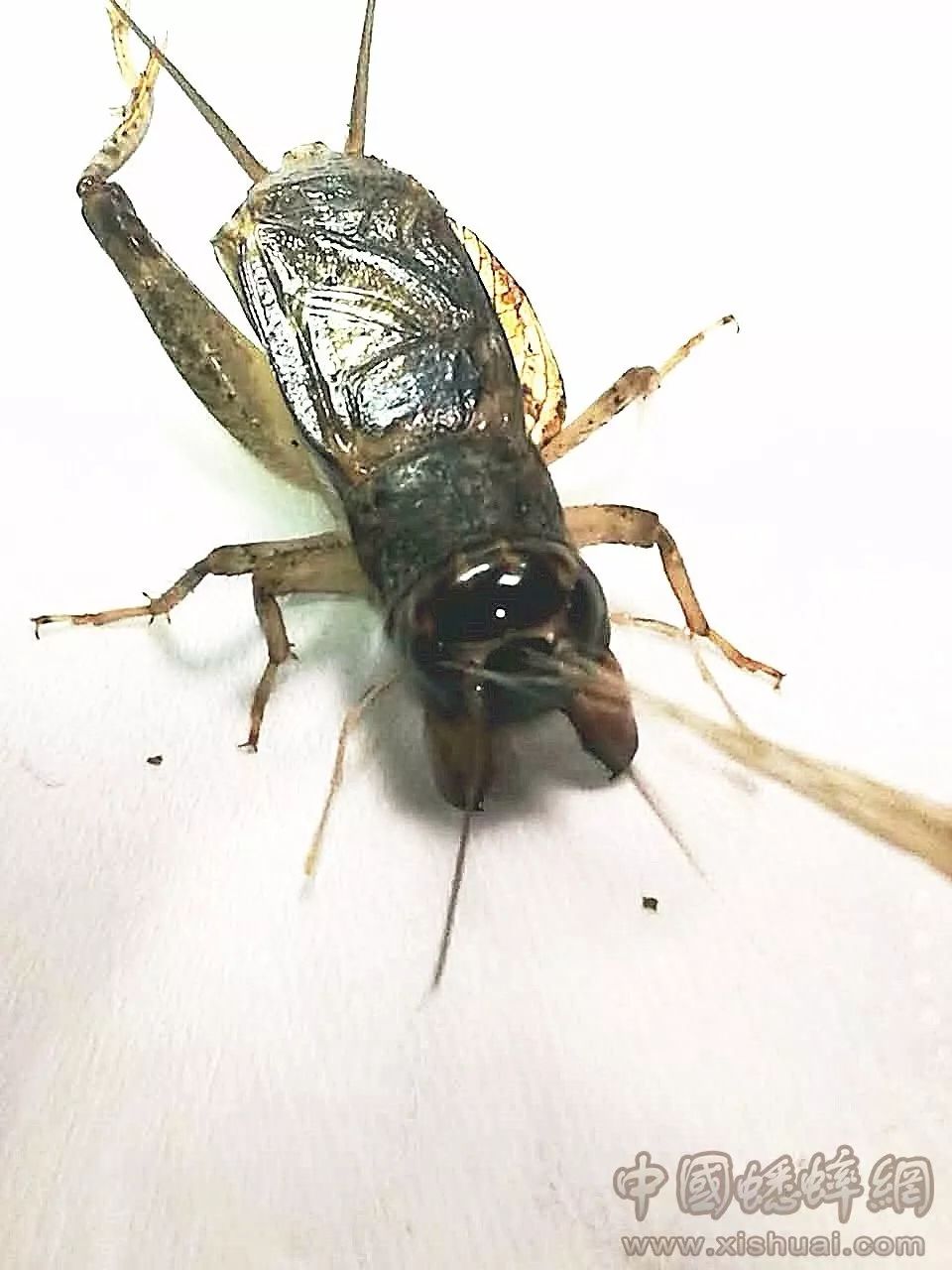 黄尖翅蟋蟀图片