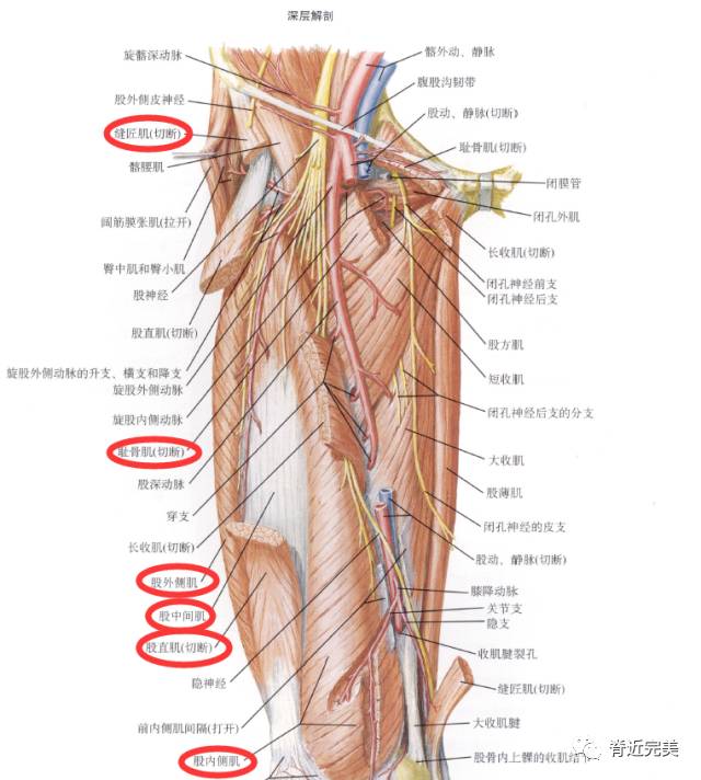 经腹股沟韧带深面到达股三角,肌支分布到大腿肌前群,包括耻骨肌,缝匠
