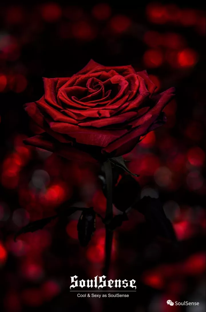soulsense视界暗夜中の血色玫瑰