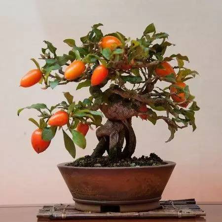 岩柿盆景图片