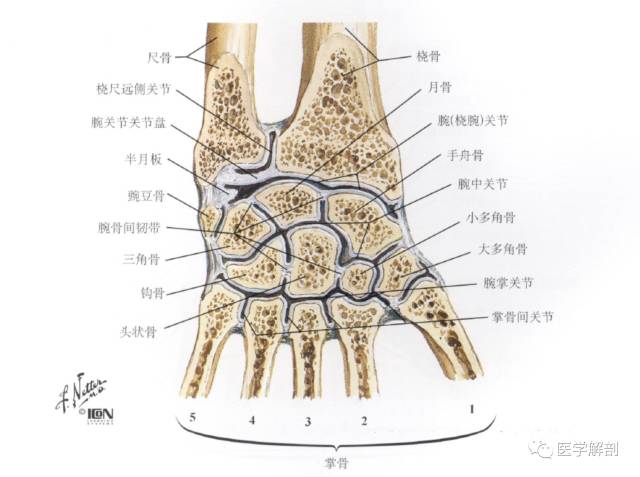 手腕关节图解 结构图图片
