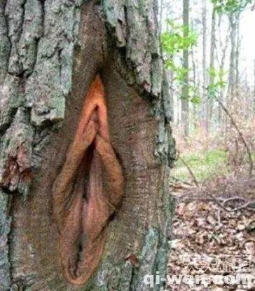 记者留意到,这棵树上的奇特形状并非人为加工而成的