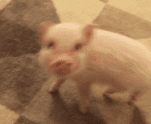 猪走路表情包gif图片