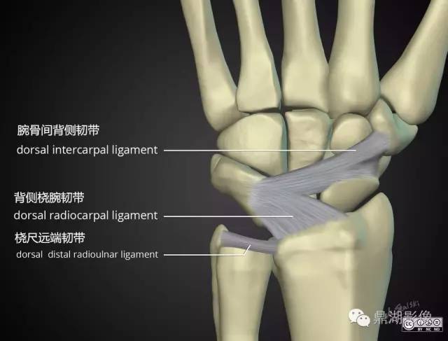 腕关节韧带是一个高度分化的复杂连接体系,不但具有限制过度活动,稳定