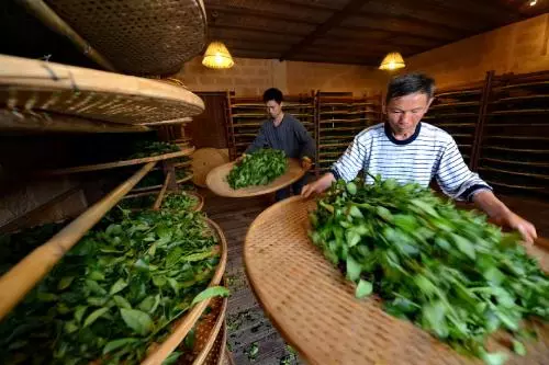 浅析基本制茶工序