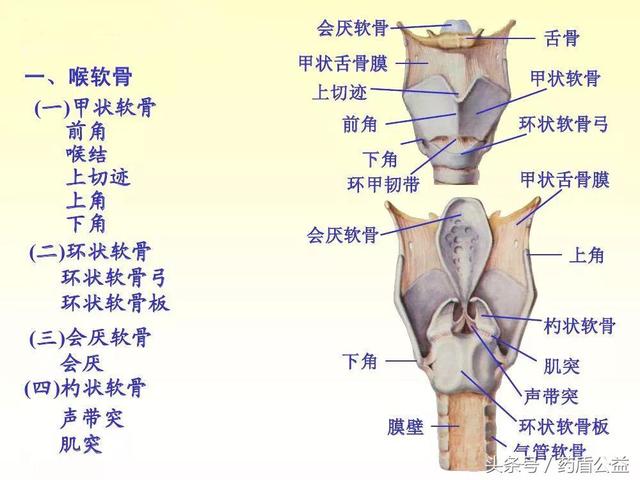 杓状软骨近似三棱锥形,有三个面和底部及顶部,大部分喉内肌起止于此较