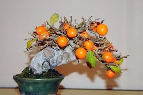 岩柿盆景图片
