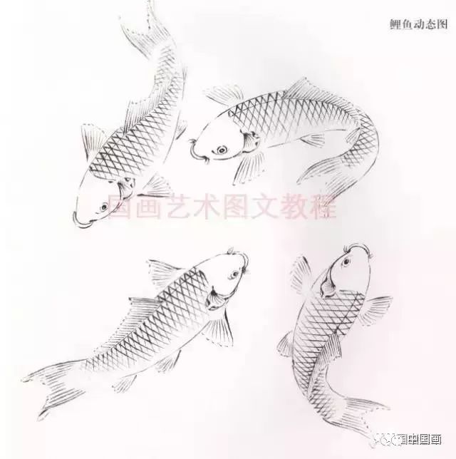 五色鯉魚的畫法教程畫魚的構圖技法詳解