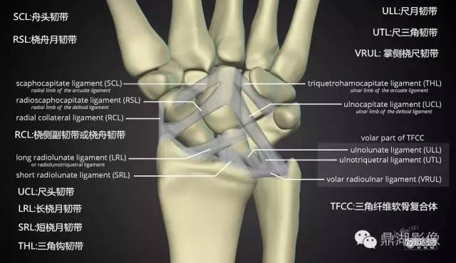 必点收藏腕关节详细解剖及影像对照