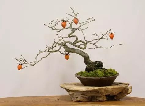 云南岩柿盆景图片
