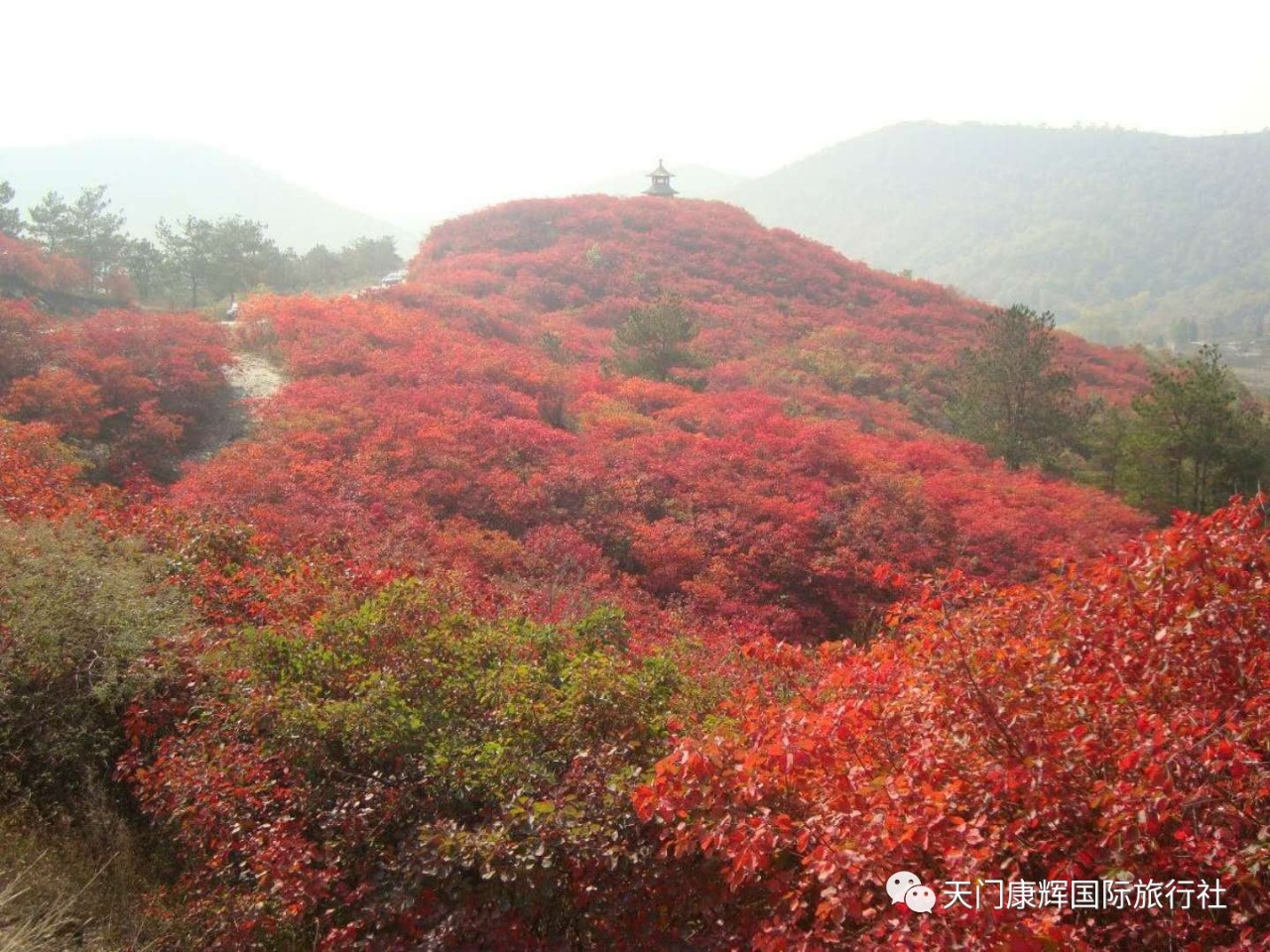 桐柏山看紅葉1日遊