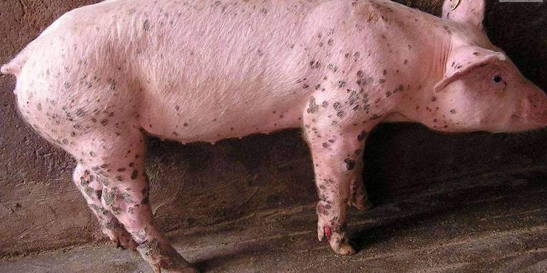 荷兰猪疥螨症状图片