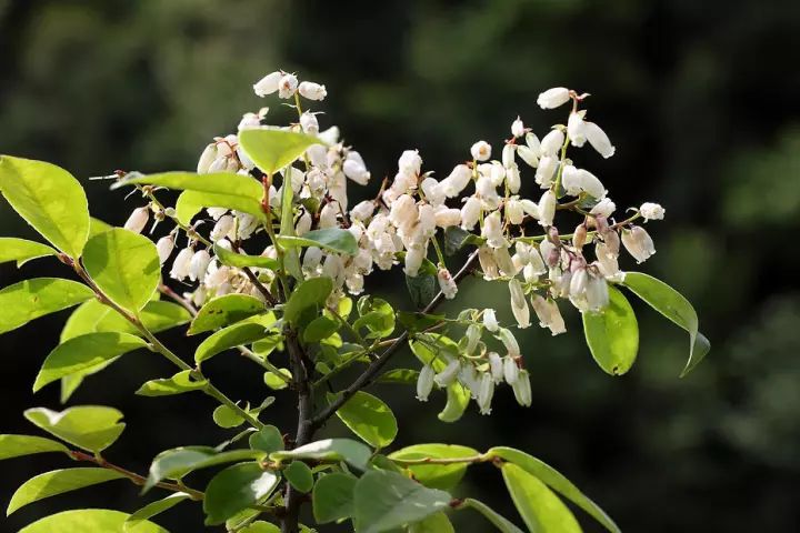 【识花】南烛