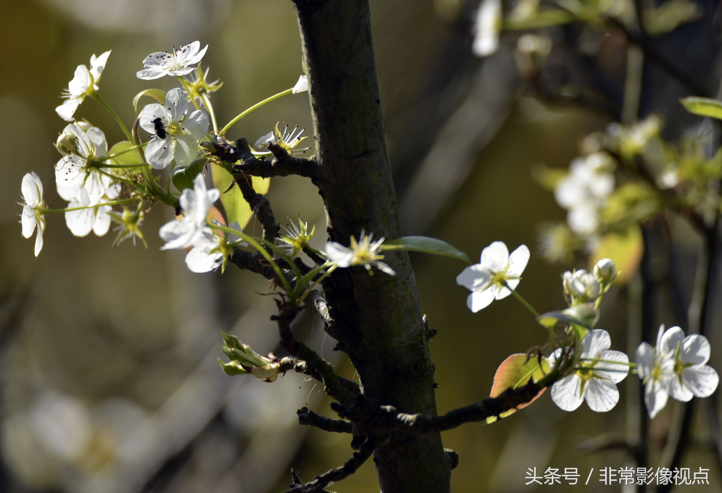 2017年10月30日,安徽舒城万佛湖风景区,几株梨树二度开花,令人称奇.