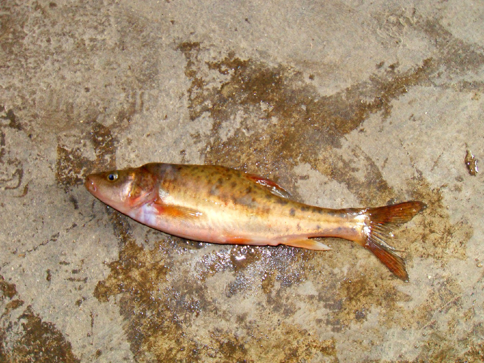 靖西地下河溶洞钓上来的新鱼种,离水后几分钟就死亡了
