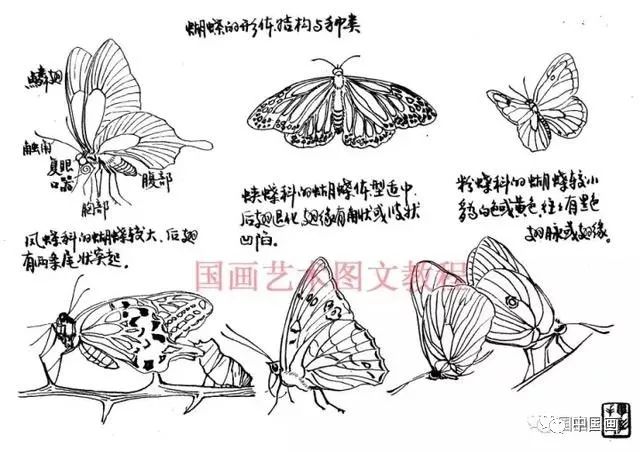 在理解了蝴蝶的形体结构的基础上,笔墨技巧的表现是非常重要的