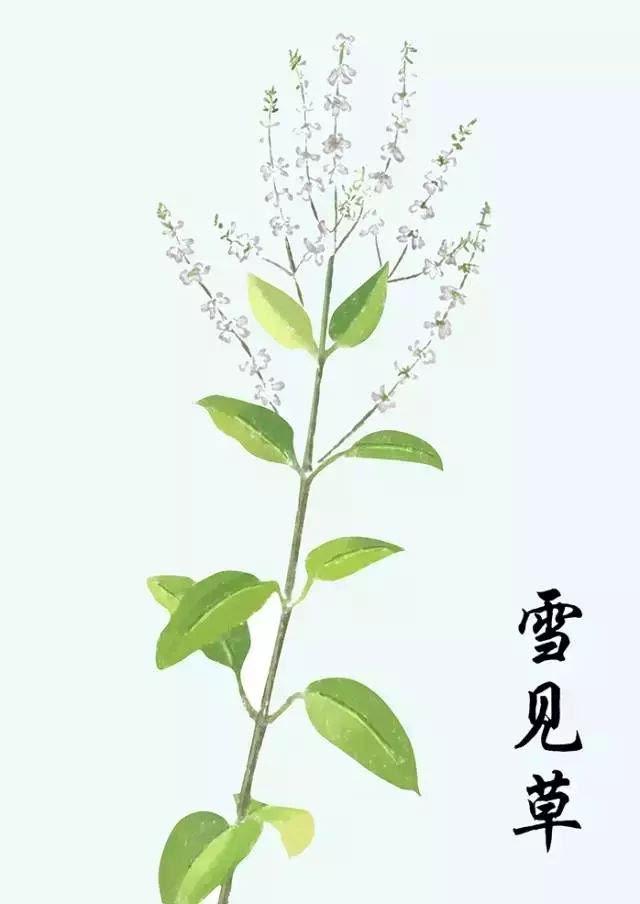 雪见草 吃法图片