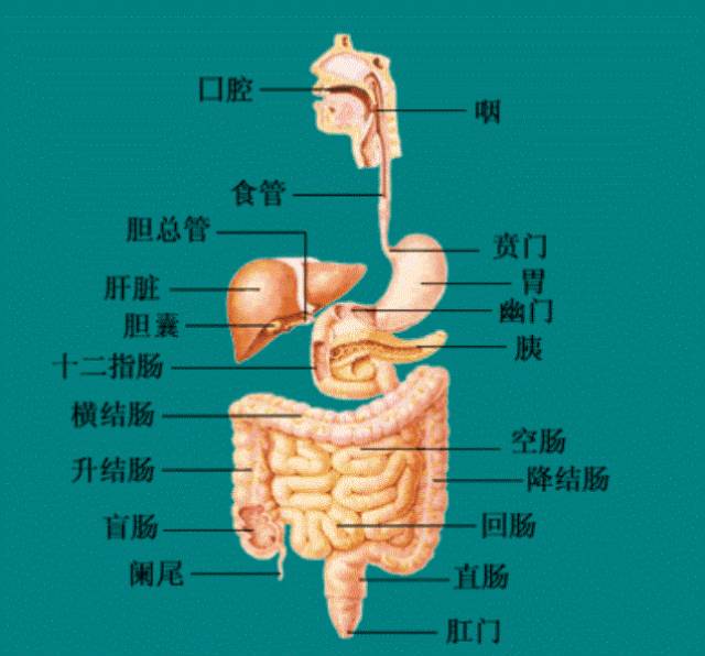肝胆胰脾的位置示意图图片