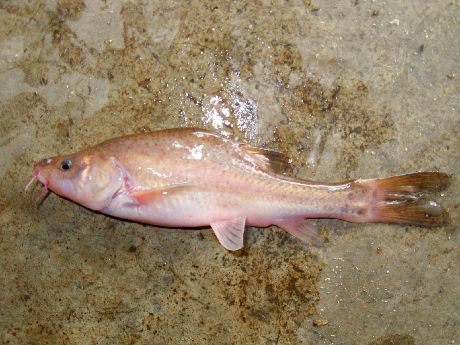靖西地下河溶洞钓上来的新鱼种,离水后几分钟就死亡了