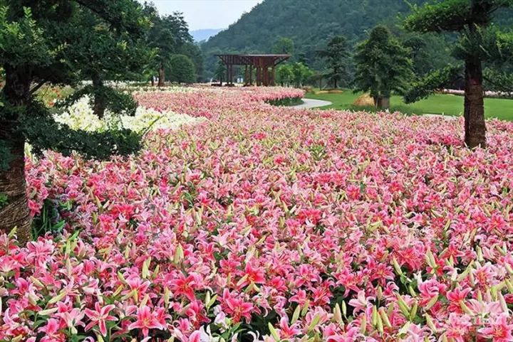 南苑花博園5座標:浙江省寧波市寧海縣長街鎮山頭村門票:20元歡樂佳田